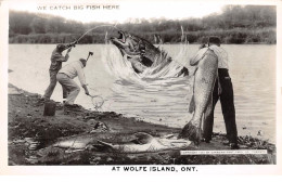 Sports - N°67110 - Pêche - We Catch Big Fish Here - At Wolfe Island, Ont - Surréalisme Et Montage - Visvangst