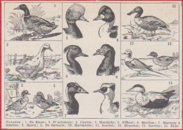 Canard. Divers Races De Canards: De Rouen, D'Aylesbury, Carolin, Mandarin, Siffleur, Morillon ...Larousse 1948. - Documenti Storici