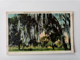 Carte Postale Etrangère - Etats-Unis - Floride, Daytona Beach Moss Covered Live Oaks  (1ie) - Daytona