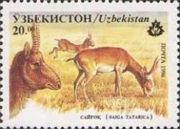 Ouzbékistan - Faune Antilope Saïga - Usbekistan