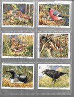 GF657 - SERIE COMPLETE 25 CARTES PLAYERS - WILD BIRDS - Player's