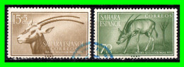 SAHARA COLONIA ESPAÑOLA ( ESPAÑA ) .-  SELLOS  AÑO 1955  .- - Spaanse Sahara