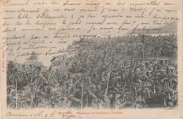 POLYNESIE FRANCAISE - RAIATEA - PLANTATIONS DE COCOTIERS  A TEVAITOA - (EDITEUR  E. HANNI - OBLITERATION  1905 - 2 SCANS - French Polynesia