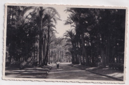 X1- ISMAILIA - EGYPT - EGYPTE - CARTE PHOTO - JARDIN - ANIMEE - ( 2 SCANS ) - Ismailia