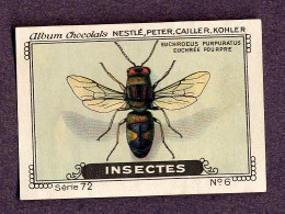 Nestlé - 72 - Insectes, Insects - 6 - Euchroeus - Nestlé