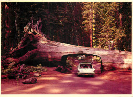 CALIFORNIA REDWOOD FORESTS  VOITURES DE TOURISME  - Turismo