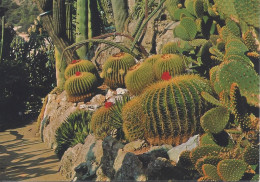 CPM Côte D’Azur Plantes Exotiques Coussins De Belle Mère Et Palettes - Cactusses