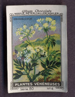 Nestlé - 60 - Plantes Vénéneux, Poisonous Plants - 6 - Grande Cigue, Conium Maculatum, Hemlock - Nestlé