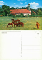 Ansichtskarte Bad Bevensen Kloster Medingen, Pferde Auf Der Weide 1985 - Bad Bevensen