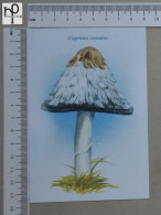 POSTCARD  - COPRINUS COMATUS - CHAMPIGNONS - 2 SCANS  - (Nº58803) - Hongos