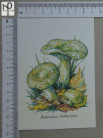 POSTCARD  - RUSSULA VIRESCENS - CHAMPIGNONS - 2 SCANS  - (Nº58806) - Hongos