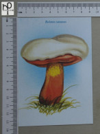 POSTCARD  - BOLETUS SATANAS - CHAMPIGNONS - 2 SCANS  - (Nº58808) - Paddestoelen