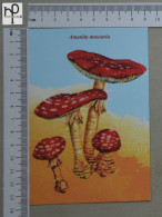 POSTCARD  - AMANITA MUSCARIA - CHAMPIGNONS - 2 SCANS  - (Nº58810) - Paddestoelen