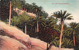 MAROC - Un Coin De Palmeraie - Colorisé  - Carte Postale Ancienne - Sonstige & Ohne Zuordnung