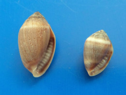 Melampus Coffeus (x2)  Martinique (Sainte-Luce) 10,3 Et 14,4mm GEM  N6 - Seashells & Snail-shells