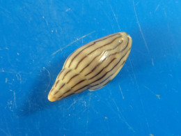 Marginella Cleryi Sénégal  17,5mm GEM N2 - Seashells & Snail-shells