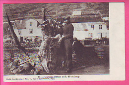 SAINT-PIERRE-ET-MIQUELON - Un Beau Flétan (1m 95 De Long) Pêcheur - Cliché Des œuvres De La Mer - San Pedro Y Miquelón