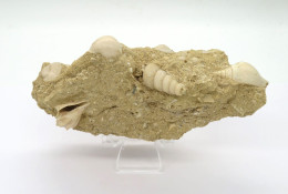 Fossile Coquillage Dans Sa Gangue Du Lutétien 45 Millions D'années - Fossils