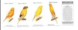 CJ29 - SERIE COMPLETE 50 CARTES CIGARETTES PLAYERS - AVIARY AND CAGE BIRDS - CANARIS ET OISEAUX DE CAGE - Player's