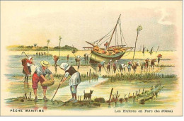 PECHE.PECHE MARITIME.LES HUITRES EN PARC (ILES D'OLERON) - Pêche