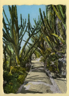 Monaco : Dans Le Jardin Exotique / Une Allée De Cereus (voir Scan Recto/verso) - Exotische Tuin