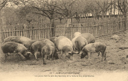 Jumilhac * Les Porcs Font La Joie Des Touristes Et La Fortune Des Propriétaires * Thème Truffe - Other & Unclassified