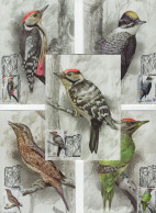 Belarus 2022 Maximum Cards X5, Fauna Bird Birds Woodpecker Woodpeckers, Eurasian Wryneck - Bielorussia