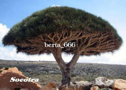 Socotra Island UNESCO Dragon Blood Tree Yemen New Postcard - Yemen