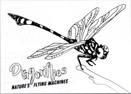 5-4-2024 (1 Z 10) Australia - Special Released B/w Postcard For Kids To Color - Dragonflies - Sydney