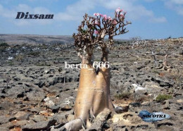 Socotra Island Dixsam Landscape Cucumber Tree UNESCO Yemen New Postcard - Yemen