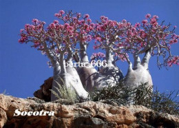 Socotra Island UNESCO Cucumber Trees Yemen New Postcard - Yemen