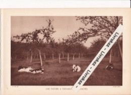 Une Pâture à Thenailles (Thiérache) Aisne, Vaches Laitières, Pommiers, Photo Sépia Extraite D'un Livre Paru En 1933 - Non Classificati