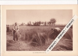 La Cueillette Du Lin, Plaine De La Lys, Nord, Pas De Calais, Photo Sépia Extraite D'un Livre Paru En 1933 - Non Classés