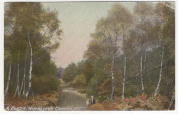 A Clade, Wimbledon Common. (II.) - (England) - 1906 - Surrey