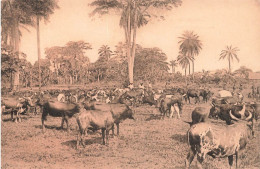 CONGO BELGE - Mission Des RR. PP. Jésuites - Troupeau De Vaches - Animé - Carte Postale Ancienne - Belgisch-Kongo