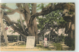 8451 - VILLENNES SUR SEINE - LE SOPHORA APPORTE DU JAPON EN 1803 - Villennes-sur-Seine