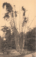 CONGO - Jardin D'essais De Kisantu - Bambou Géant  - Carte Postale Ancienne - Congo Belga