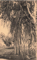 CONGO - Jardin D'essais De Kisantu - Pandanus ( Racines Aéréiennes) - Animé - Carte Postale Ancienne - Belgisch-Kongo