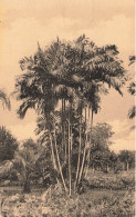 CONGO - Jardin D'essais De Kisantu - Palmier D'ornement - Carte Postale Ancienne - Congo Belge