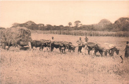 CONGO - Récolte Du Riz à Kisantu - Mission Des RR. PP. Jésuites Au Kwango - Animé - Carte Postale Ancienne - Belgisch-Congo