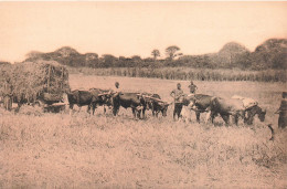 CONGO BELGE - Récolte Du Riz à Kisantu - Animé - Carte Postale Ancienne - Belgisch-Kongo