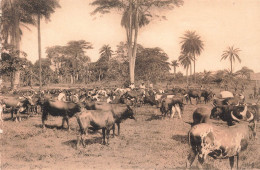 CONGO BELGE - Troupeau - Gardiens - Carte Postale Ancienne - Belgisch-Kongo