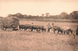 CONGO BELGE - Récolte Du Riz à Kisantu - Carte Postale Ancienne - Congo Belge