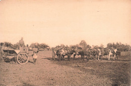 CONGO BELGE - La Semeuse De Kisantu - Carte Postale Ancienne - Congo Belge