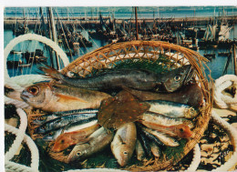 Une Belle Pêche - Poissons Et Crustacés