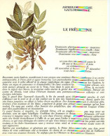 Astrologie - Astrologie Gauloise - Le Frêne - Illustration Muséum D'Histoire Naturelle - Illustration Muséum D'Histoire  - Astrology