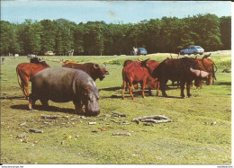 Thoiry, Yvelines (78) Animaux En Liberté, Réserve Africaine (buffle, Hippopotame, Zebre) - Parc Animalier, Zoo - Thoiry