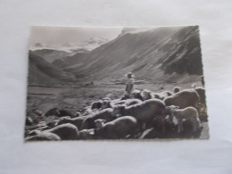 MOUTONS ET BERGERES DANS LA VALLE DU HAUT DRAC D ORCIERES  (05 Hautes Alpes ) - Orcieres