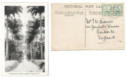 Grenada Br. West Indies B/w Pcard Palm Walk At Botanic Gardens 23dec1908 To England With Regular Half Penny In Pair - Grenada