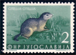 954 Yougoslavie Squirrel Ecureuil MH * Neuf Avec CH (YUG-8) - Rongeurs